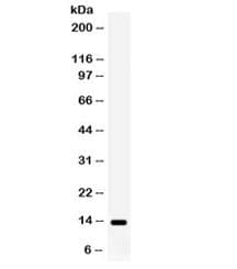 S100A9 / MRP14 Antibody