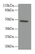 TNFRSF19L / RELT Antibody