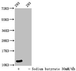 Polyclonal Rabbit anti-Human HIST1H4I Antibody (IF, WB)