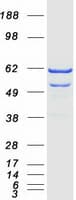 Human PANK2 Protein (Recombinant Myc-DDK (Flag))