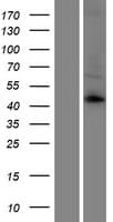 KCNK12 Protein (Over-Expression Lysate Myc-DDK (Flag))