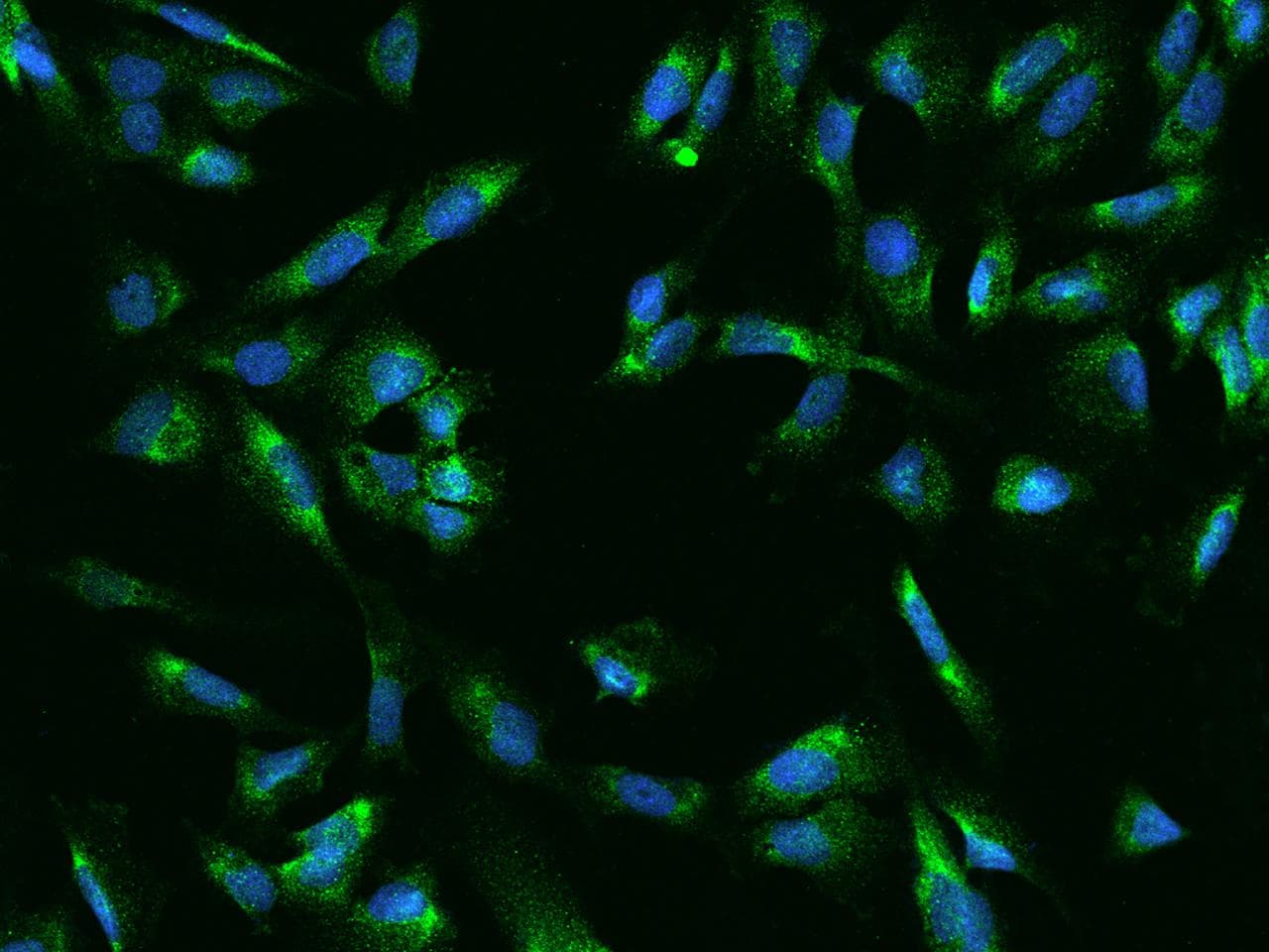 UCKL1 Antibody