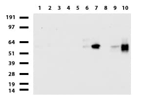 CD68 Antibody (aa22-319, clone UMAB150, Carrier-free)