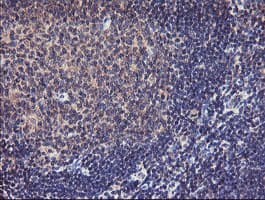 TMEFF2 Antibody (clone OTI1B4)