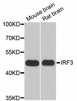 Polyclonal Rabbit anti-Human IRF3 Antibody (IHC, IF, WB)