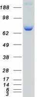 Human RPS6KA3 / RSK2 Protein (Recombinant Myc-DDK (Flag))