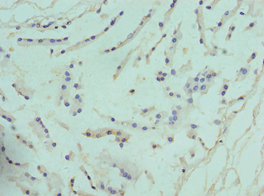 ARG2 / Arginase 2 Antibody (aa1-354)