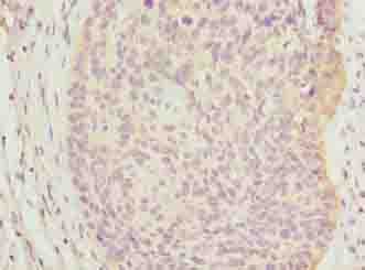 C9orf43 Antibody