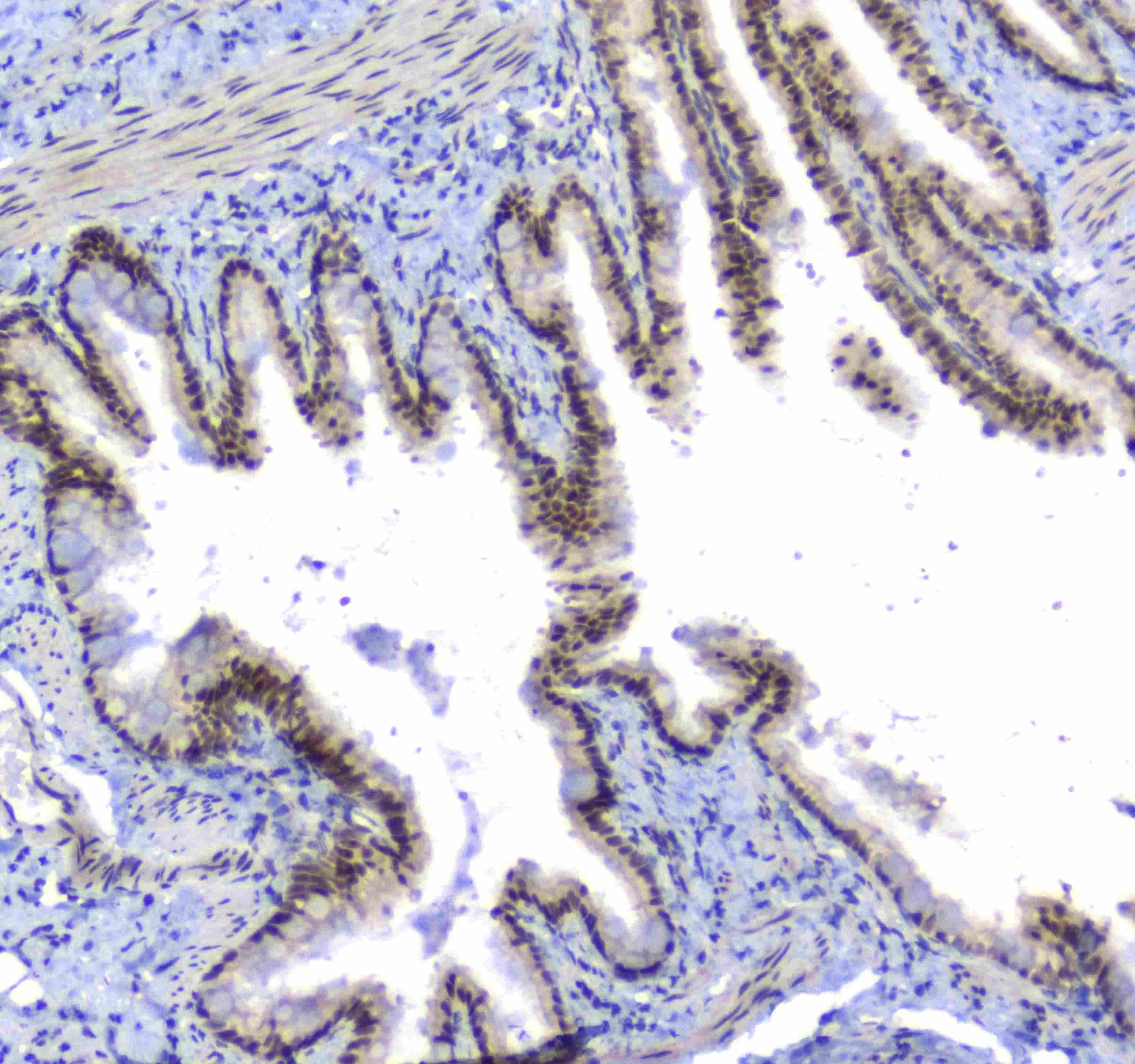 SF1 Antibody