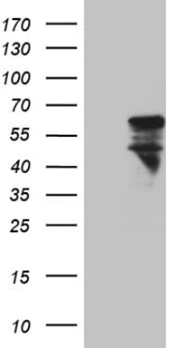 Monoclonal Mouse anti-Human MNS1 Antibody (clone OTI1F2, WB)