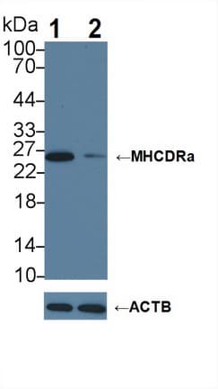 Polyclonal Rabbit anti-Human HLA-DRA Antibody (aa27-216, WB)
