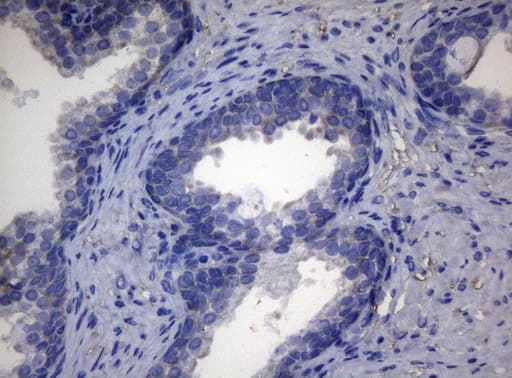 Monoclonal Mouse anti-Human ADH5 Antibody (clone OTI4D4, aa1-266, IHC, WB)