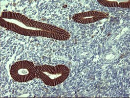 CD44 Antibody (clone OTI1C8)