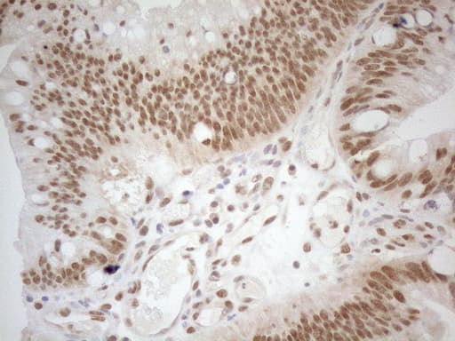 RGL2 Antibody (aa547-777, clone OTI10F2, Carrier-free)