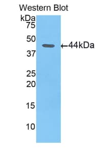 LL37 / Cathelicidin Antibody (aa31-173, APC)
