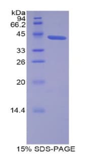 Human LCN12 Protein (Recombinant His-GST)