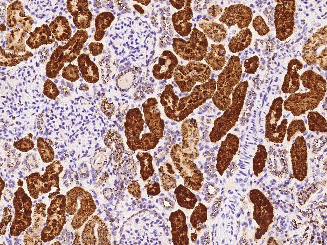 NPC2 Antibody (clone 09, Preservative Free)