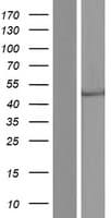 CECR5 Protein (Over-Expression Lysate Myc-DDK (Flag))