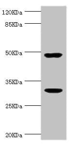 KLK10 / Kallikrein 10 Antibody