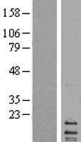 MRPL14 Protein (Over-Expression Lysate Myc-DDK (Flag))