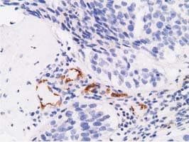 Monoclonal Mouse anti-Human Alpha-Fetoprotein Antibody (clone OTI1E8, IHC, WB)