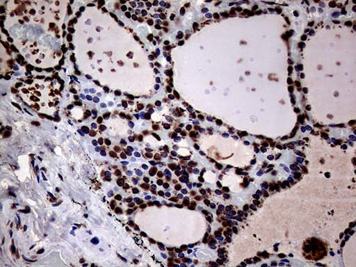 SH3BGRL Antibody (clone OTI8F7, Carrier-free)