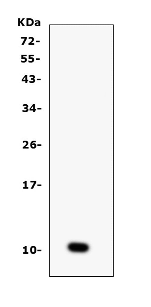 Ccl6 Antibody