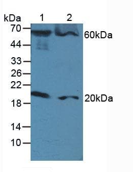 FADD Antibody (aa12-206)
