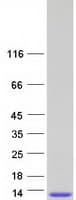 Human SCGB1C1 Protein (Recombinant Myc-DDK (Flag))