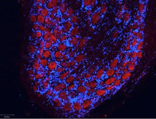 Goat Anti-Rabbit IgG Secondary Antibody (Atto 550)