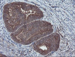 VBP1 Antibody (clone OTI2B12)