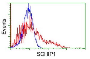SCHIP1 Antibody (clone OTI1C4)