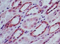 SOCS3 Antibody