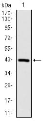 CLP / COTL1 Antibody (clone 5C8)