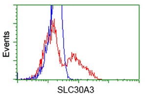 SLC30A3 / ZNT3 Antibody (clone OTI2H6)