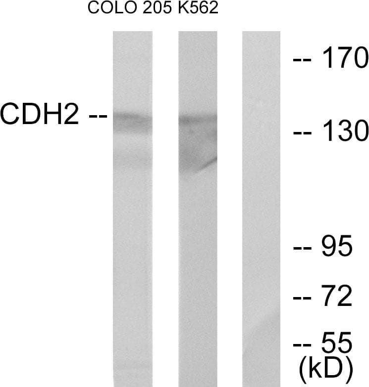 CDH2 / N Cadherin Antibody