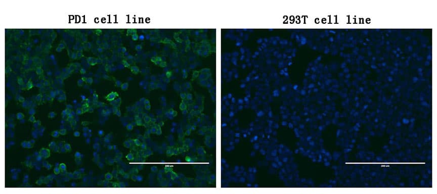 PDCD1 / CD279 / PD-1 Antibody (clone OTI22A9, Carrier-free)