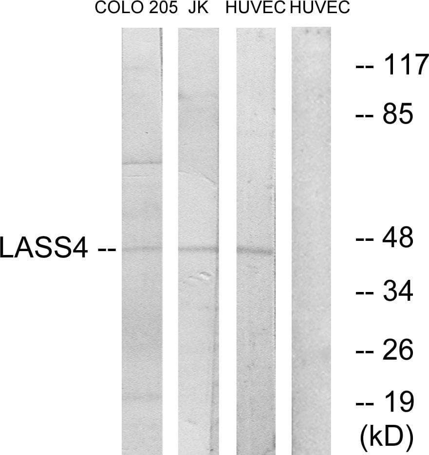 LASS4 Antibody