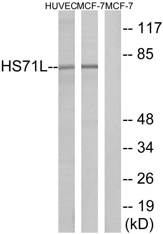HSPA1L Antibody