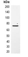 Monoclonal Mouse mCherry Tag Antibody (WB)