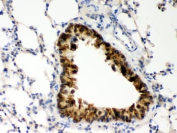 COMT Antibody