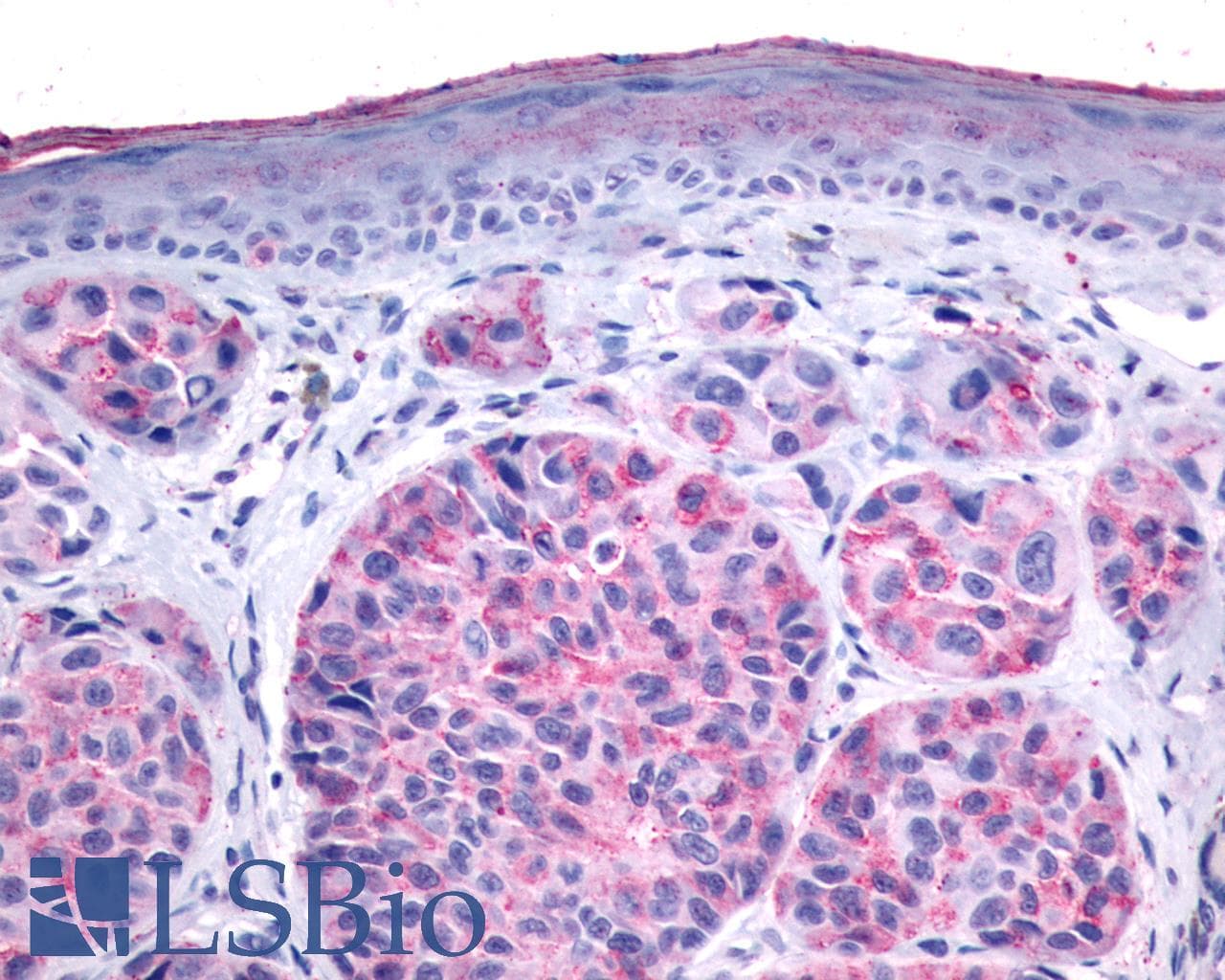 IHC-plus™ O3FAR1 / GPR120 Antibody (Cytoplasmic Domain)