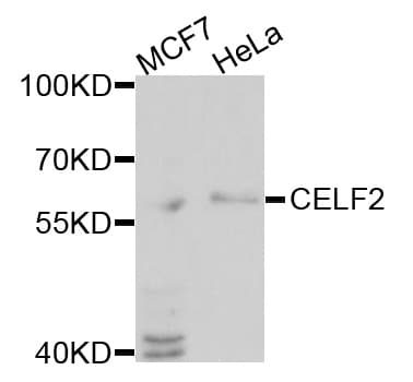 Polyclonal Rabbit anti-Human CELF2 / CUGBP2 Antibody (WB)