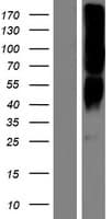 OR2T8 Protein (Over-Expression Lysate Myc-DDK (Flag))