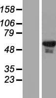 Testilin / EHD1 Protein (Over-Expression Lysate Myc-DDK (Flag))