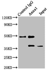 PathPlus™ Polyclonal Rabbit anti-Mouse ANXA1 / Annexin A1 Antibody (aa2 - 346, IHC, WB)
