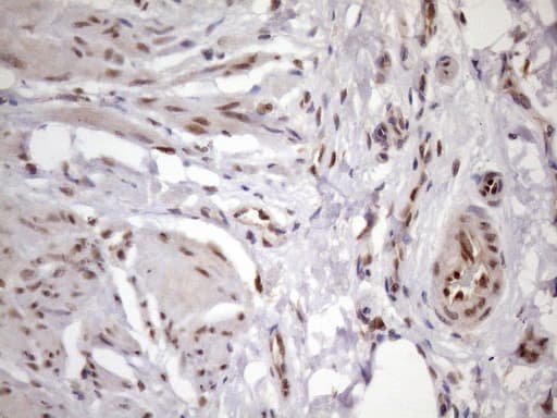 BTEB / KLF9 Antibody (clone OTI8A11, Carrier-free)