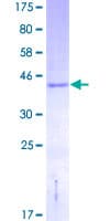 Human NDUFA13 / GRIM19 Protein (Recombinant GST)