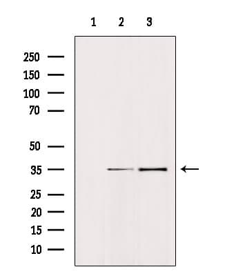 EPCAM Antibody