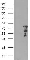 MLF2 Antibody (clone OTI1C4)